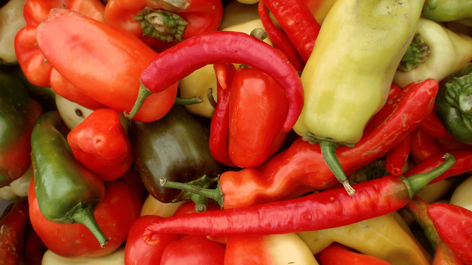 A close-up image of a variety of colorful peppers. There are red, green, yellow, and orange peppers of different shapes and sizes piled together. The peppers have a glossy appearance and some have visible stems.