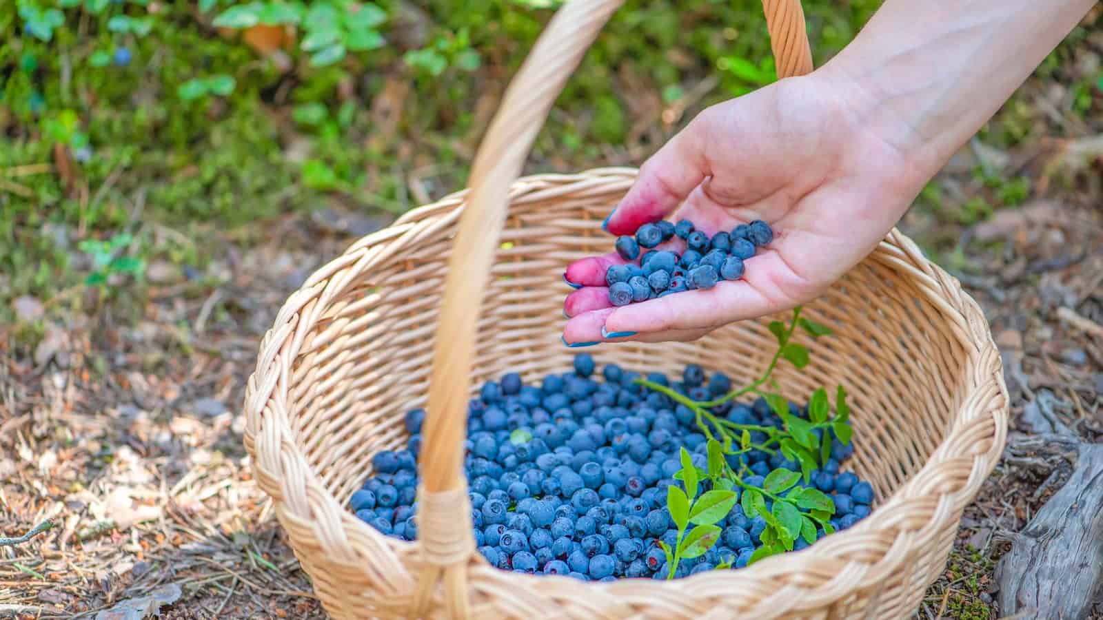 A person is holding a handful of blueberries over a basket filled with more blueberries. The basket is placed on the ground outdoors, among green foliage and dry leaves. The person's hand and fingers are stained with the juice from the berries.