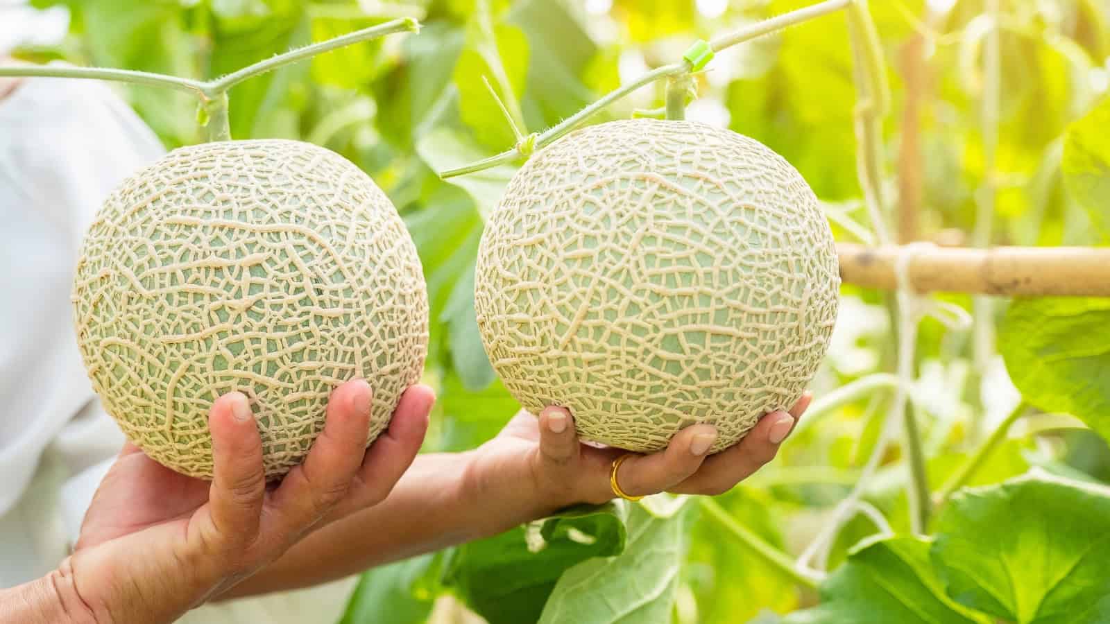 Two hands are holding two large round melons still attached to the vine in a bright green garden. The melons have a textured net-like surface pattern. A blurred background of leaves and stems fills the scene.