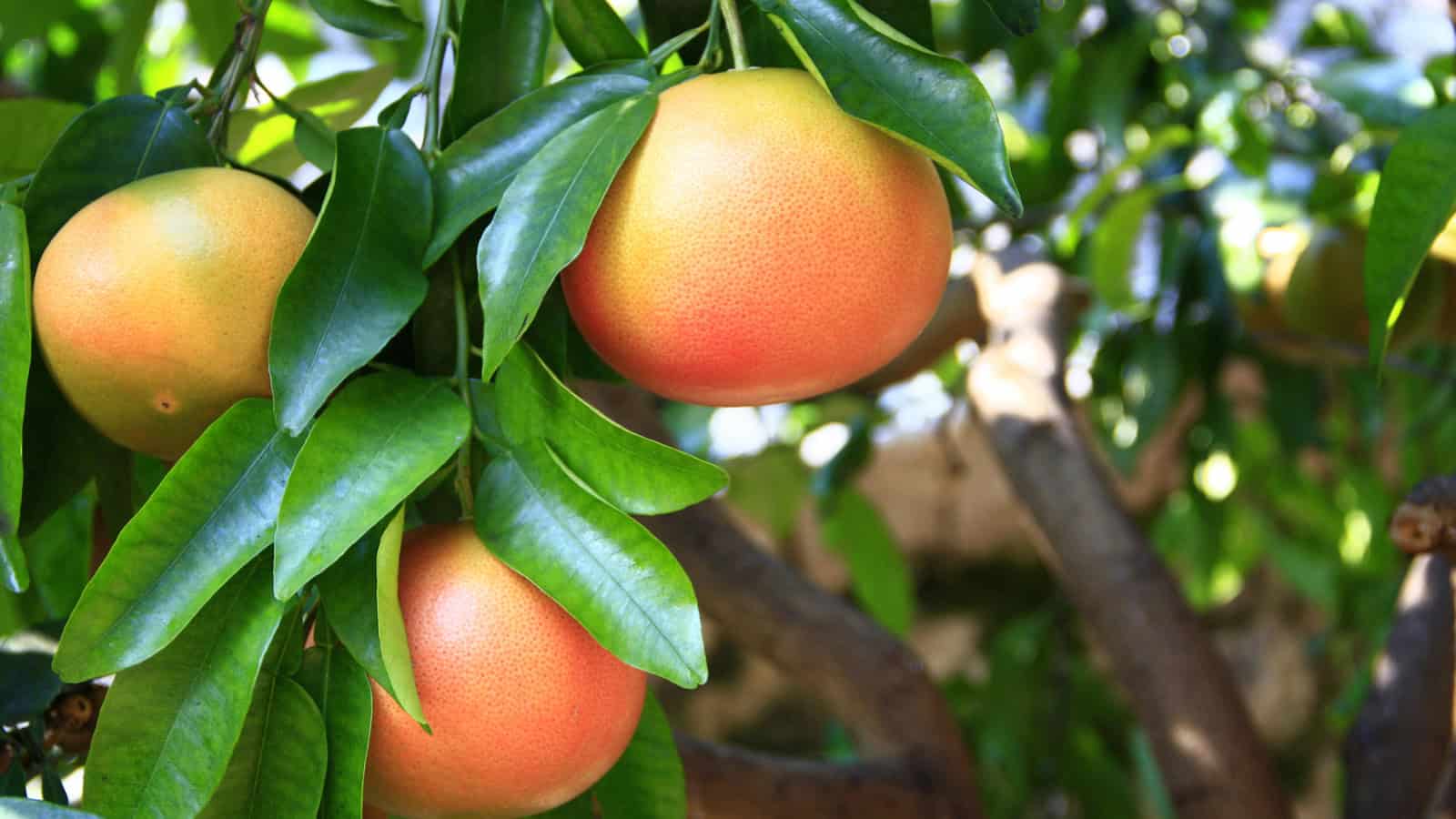 Close-up of ripe grapefruits hanging from a tree with glossy green leaves. Two grapefruits are prominently visible in the center, while others are partly seen in the background. Sunlight filters through the foliage, highlighting the fruit's reddish-yellow color.