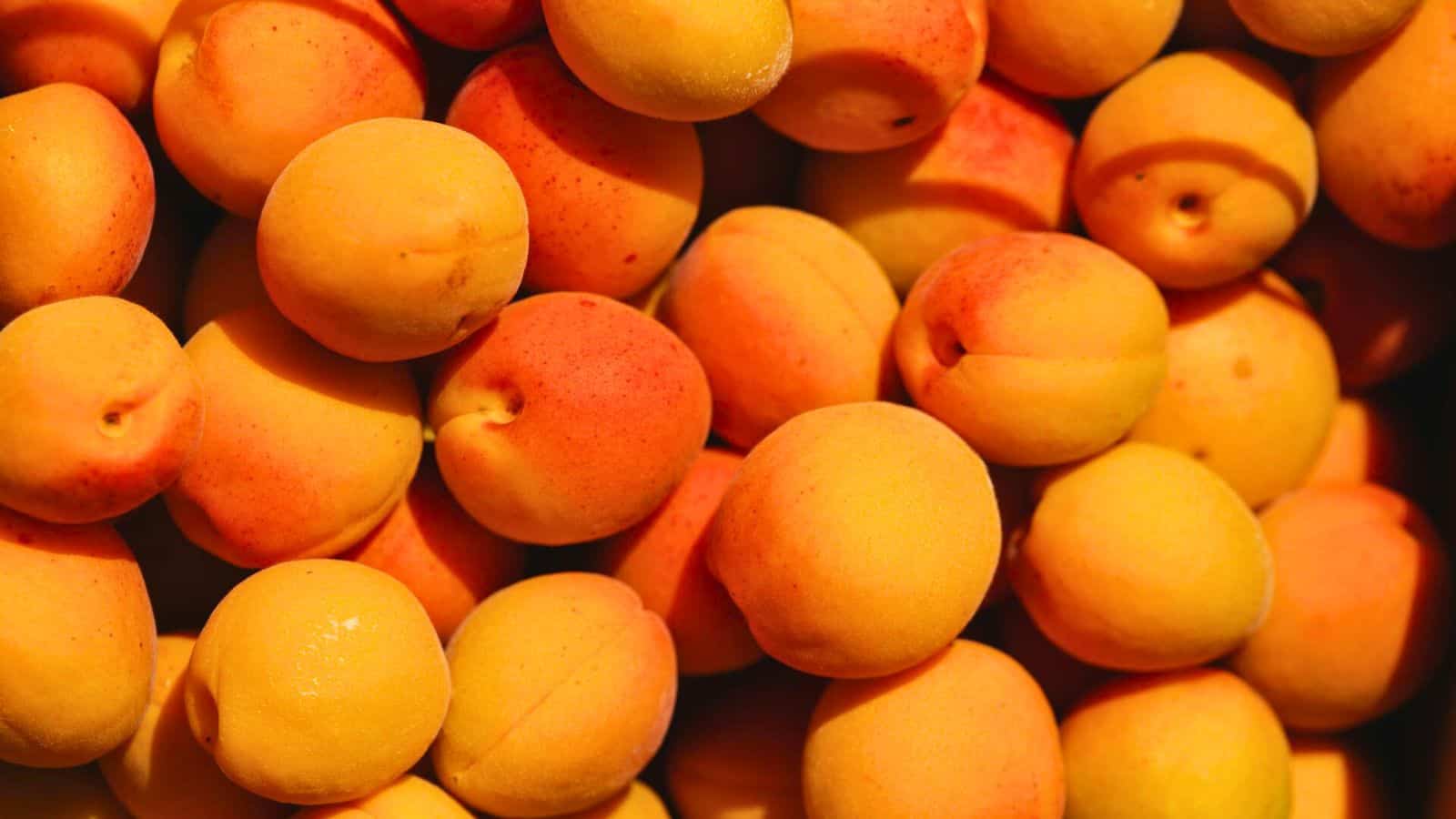 A close-up view of a pile of fresh apricots with a mix of yellow and orange hues. Some apricots have slight blemishes and variations in color, indicating ripeness. The detailed texture of the fruits' skin is visible.