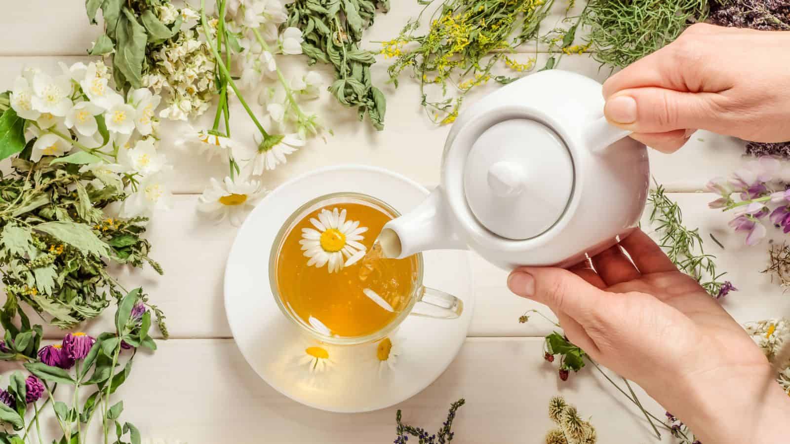 A teacup of chamomile tea being poured into a glass cup with some herbs in the background