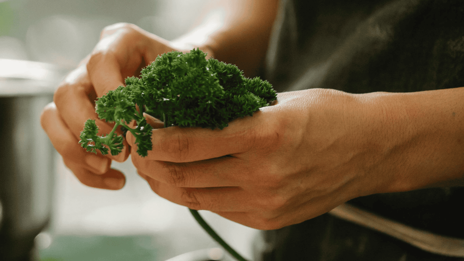 A person holds a bunch of fresh parsley in their hands, reminiscent of discovering unusual plants for winemaking. The softly blurred background suggests a bustling kitchen setting.