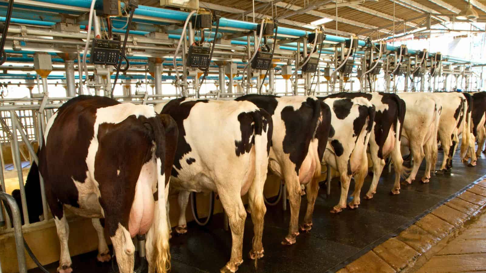 A herd of cows lined up