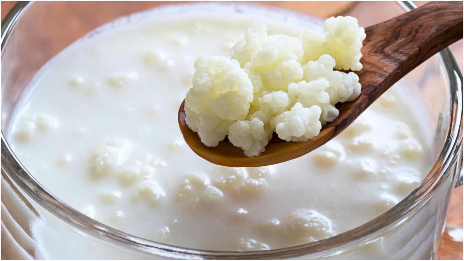 A glass bowl filled with white kefir grains and liquid kefir. A wooden spoon holds a cluster of the grains above the bowl, highlighting their small, cauliflower-like appearance. 