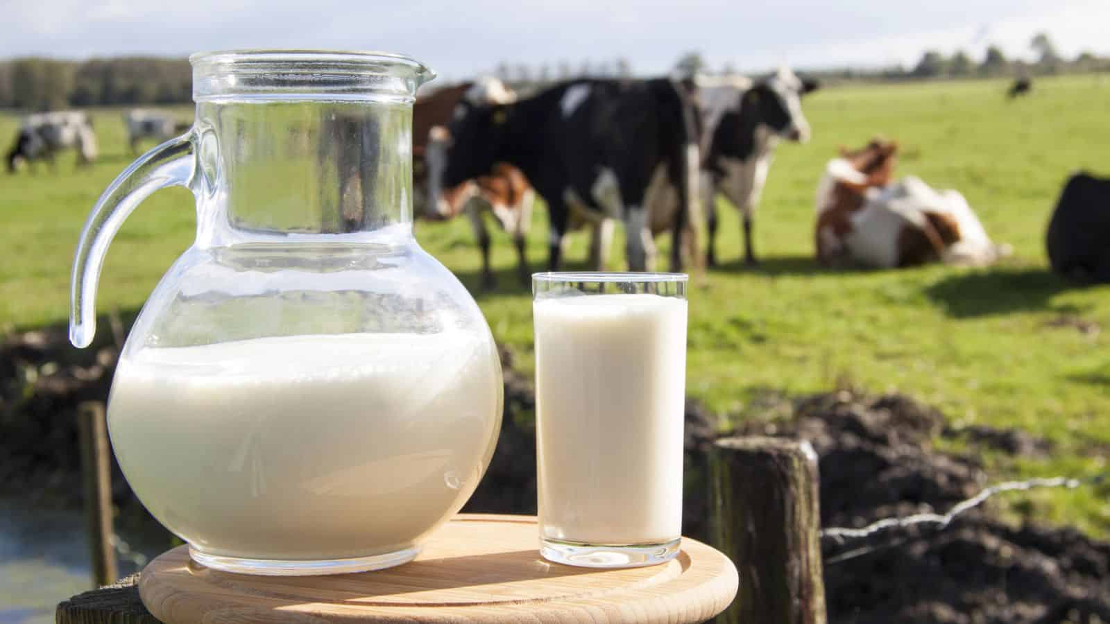 A container and glass of milk with cows in the background