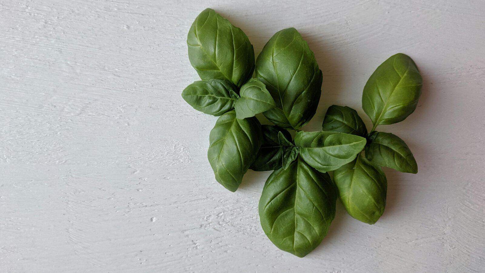 A cluster of fresh basil leaves resting on a light gray wooden surface. The leaves are vibrant green, with smooth, slightly glossy textures and distinct veins.