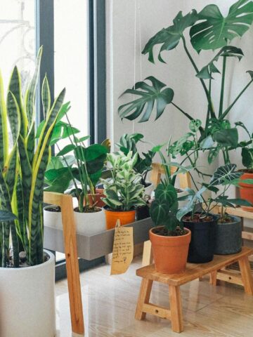 Indoor plants of various types and sizes are placed on wooden stands and a light-colored floor near large glass doors. The room is bright with natural light, and the plants are in modern pots, enhancing the room's natural decor.