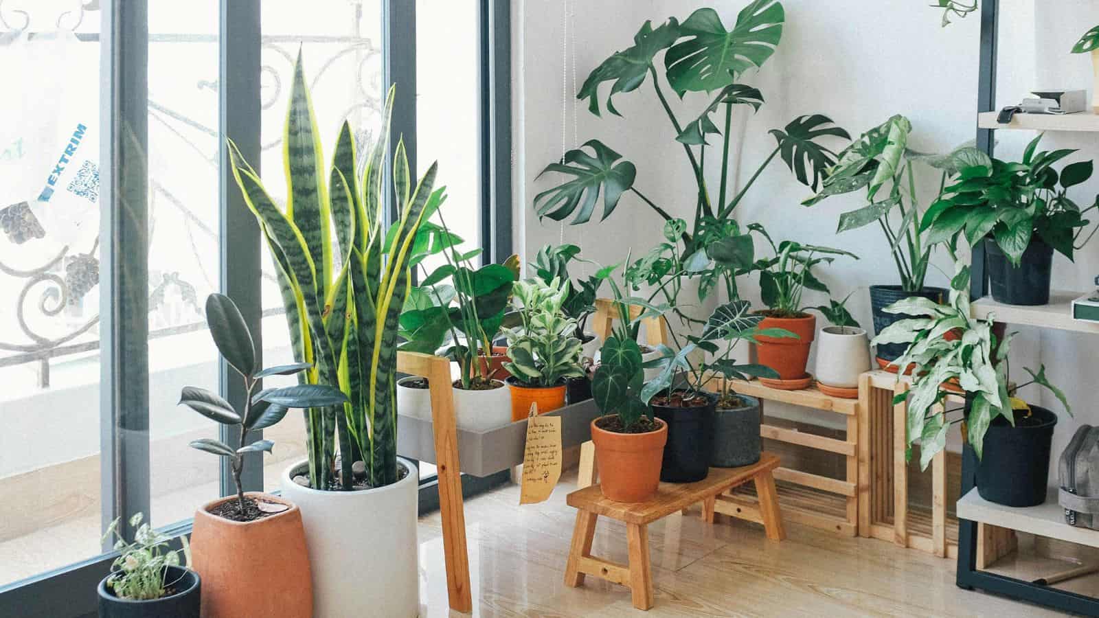 Indoor plants of various types and sizes are placed on wooden stands and a light-colored floor near large glass doors. The room is bright with natural light, and the plants are in modern pots, enhancing the room's natural decor.