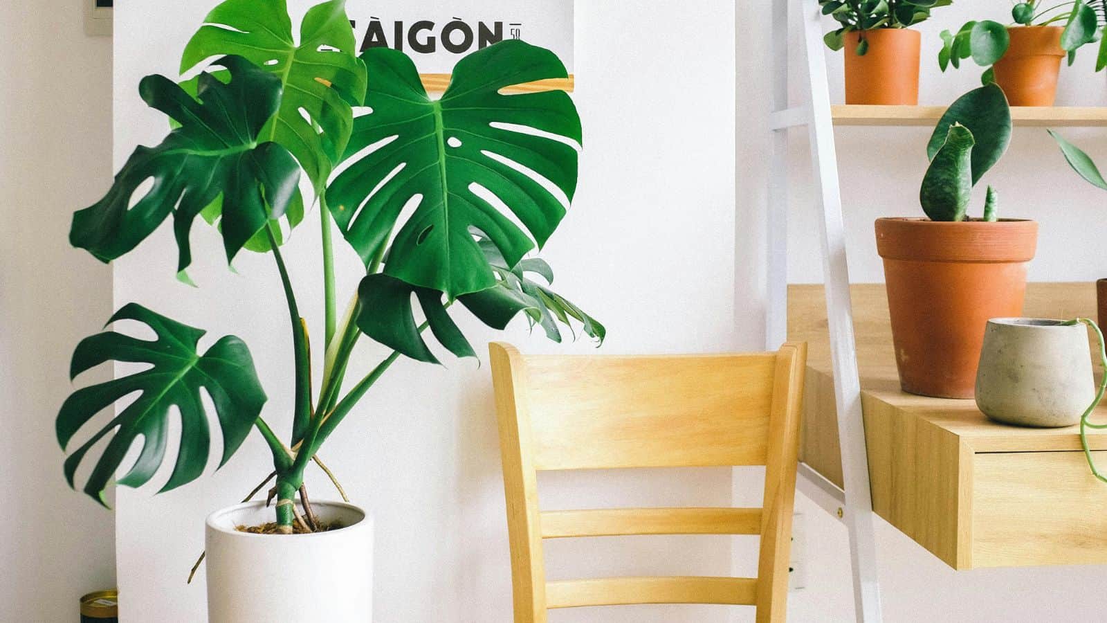 A room with a wooden chair, a potted monstera plant, and several other smaller plants in terracotta pots on a shelf. Bright, natural light fills the space, highlighting the green foliage and minimalist decor.