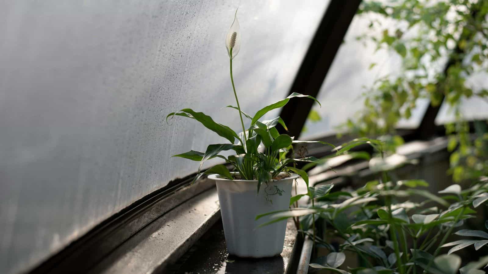 A potted plant with green leaves and a single white flower sits on a windowsill. Sunlight filters through the window, creating a gentle, illuminated setting. Other plants are partially visible in the background.