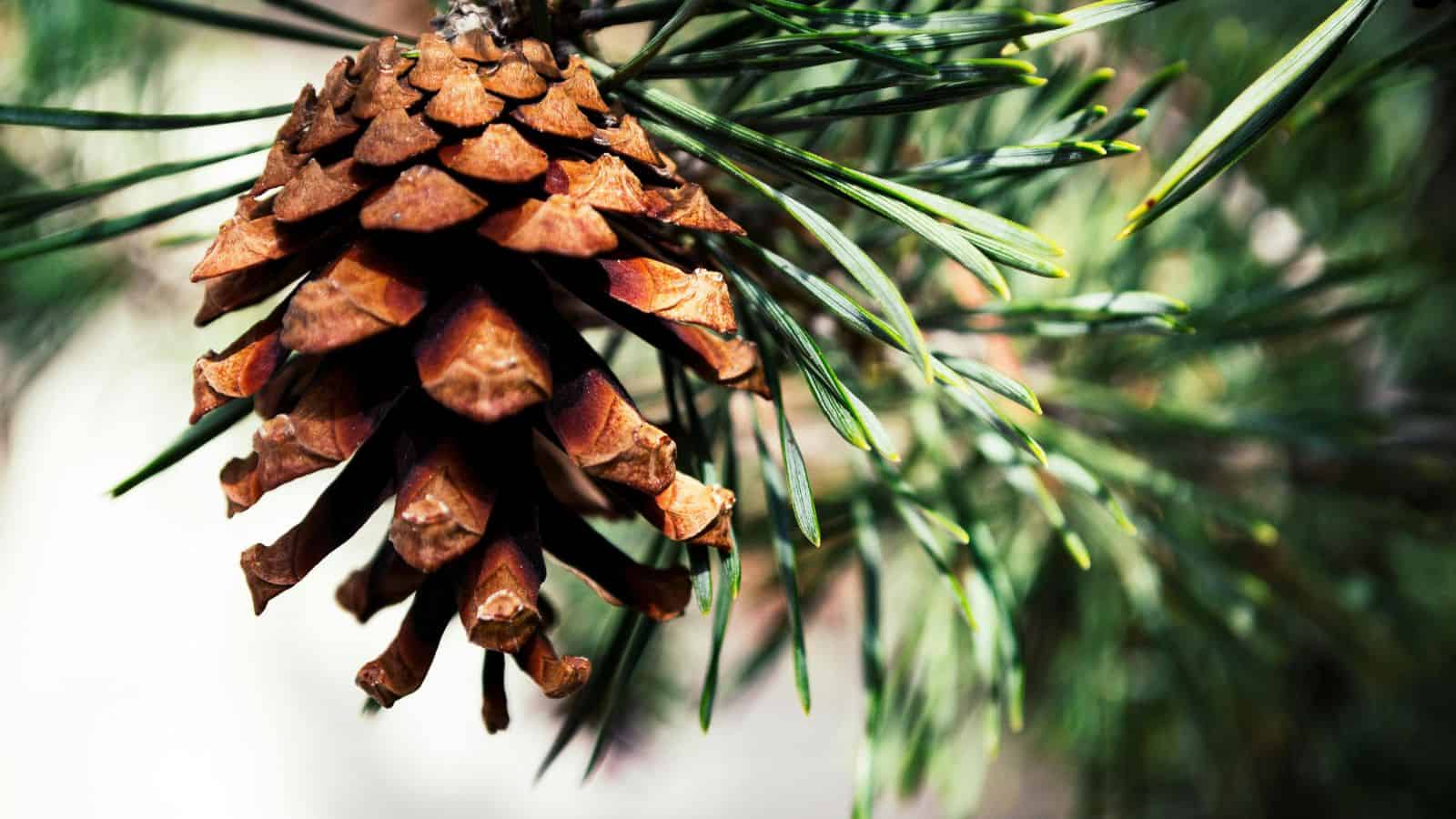 Close-up of a brown pine cone hanging from a green pine branch. The cone has a rough texture with overlapping wooden scales. The background is blurred, highlighting the detailed features of the pine cone and the needles surrounding it.