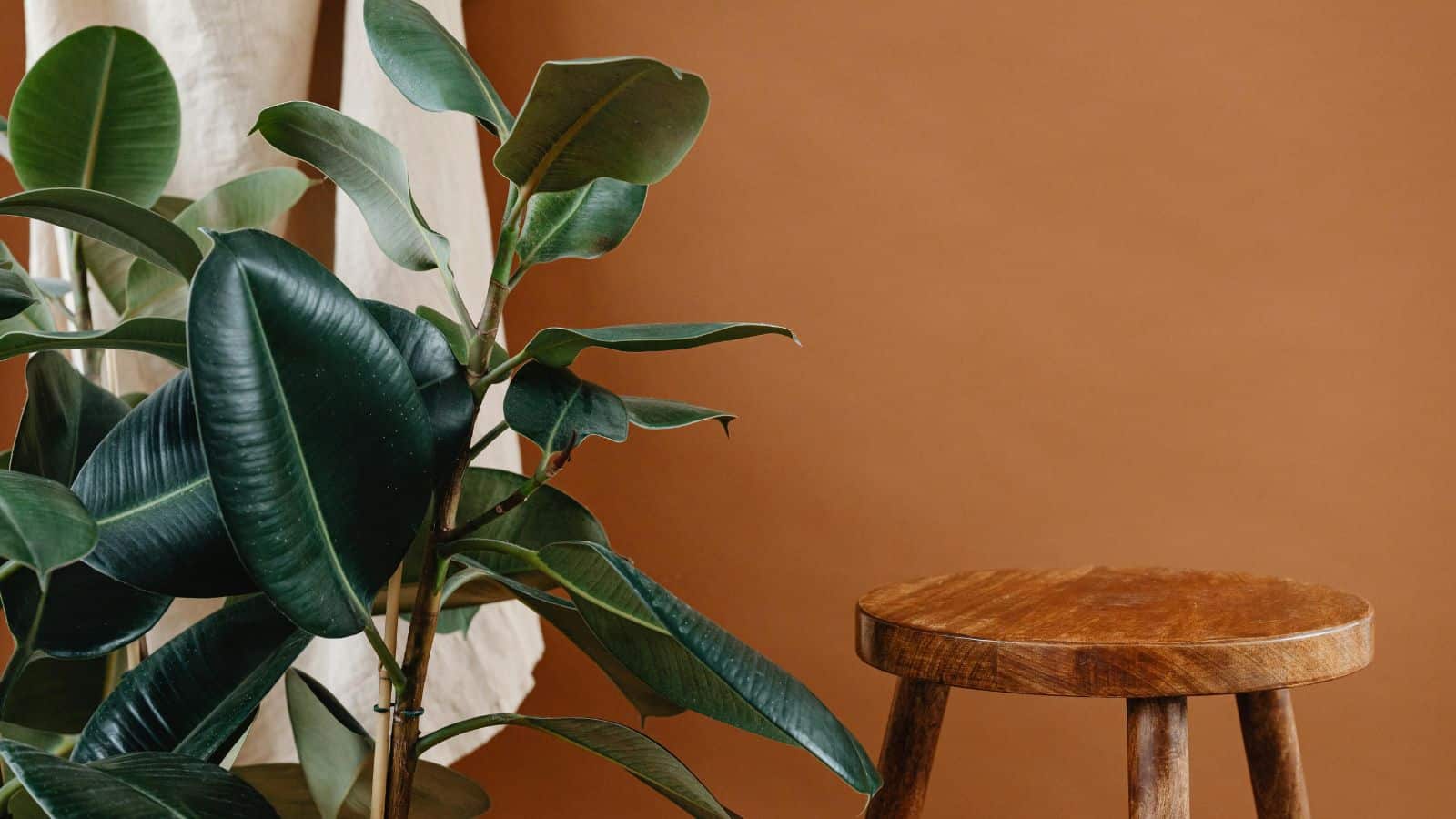 A wooden stool stands next to a rubber plant with broad, glossy leaves. The background is a warm, earthy brown wall, and the plant is partially in front of a cream-colored curtain. The setting appears minimalist and natural.