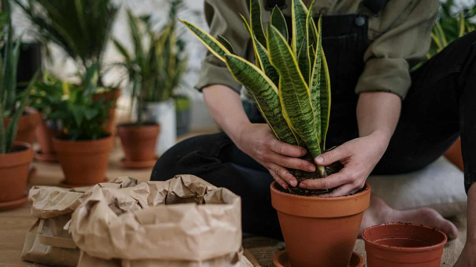 A person is planting a snake plant in a terracotta pot. There are several other plants in similar pots nearby, along with bags of soil on the wooden floor. The person is wearing a green shirt and black overalls.