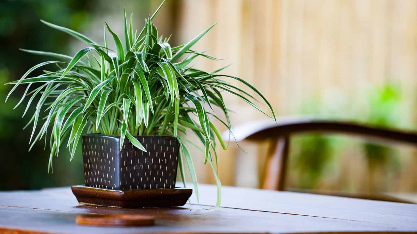 A spider plant in a patterned, square pot sits on a wooden table outdoors. The green leaves with white edges extend outward. A blurred wooden chair and greenery are visible in the background, suggesting a garden or patio setting.