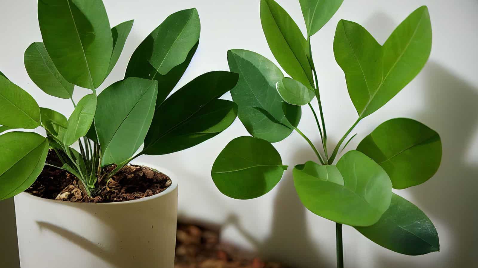 Two green plants with broad leaves are in the image. One is in a white pot filled with soil, while the other is directly planted in the ground. Both are set against a plain white background.