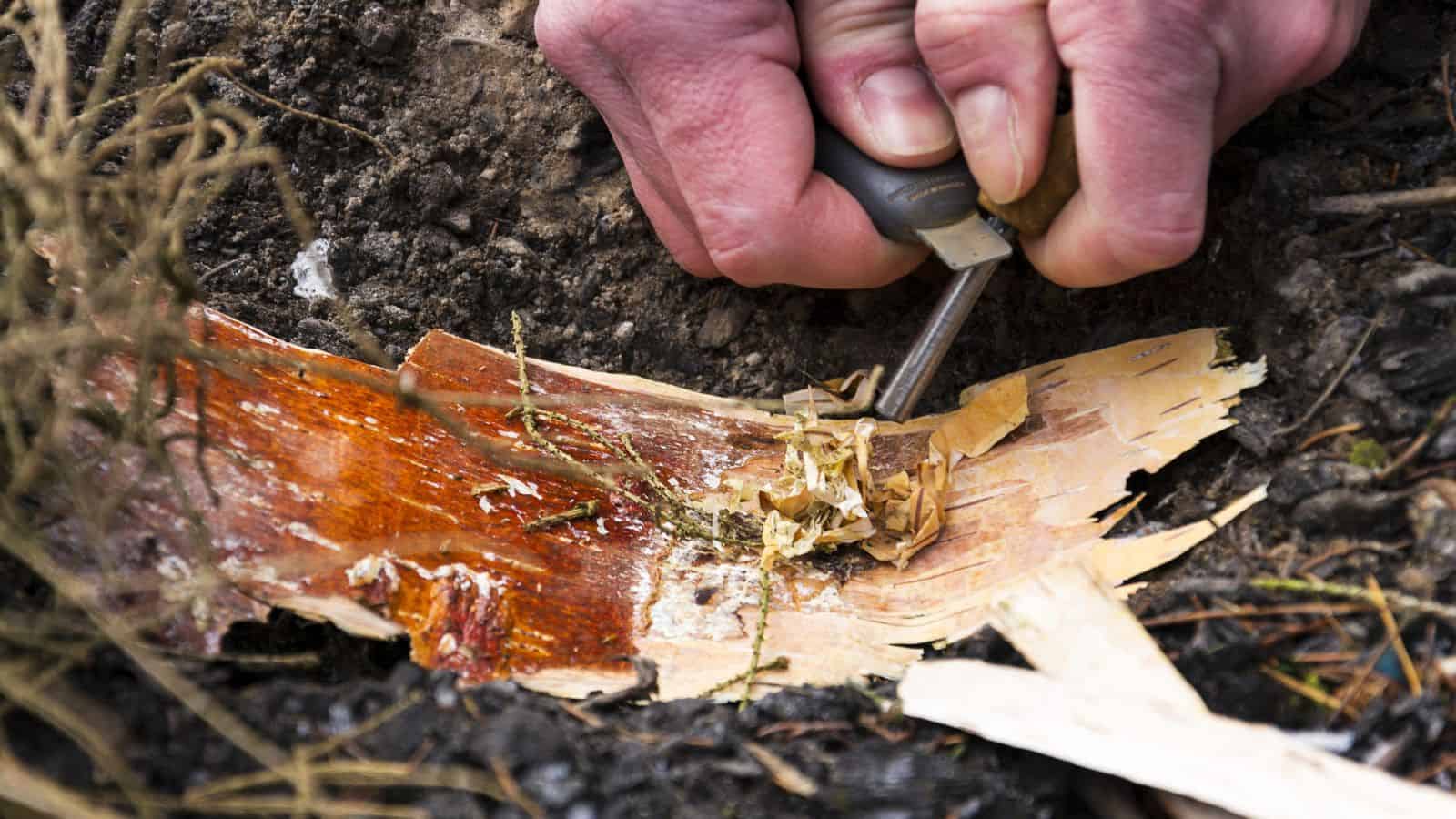 Close-up of hands using a ferro rod to create sparks on a piece of bark. The bark has shaved wood particles on it, possibly intended for starting a fire. The surroundings are soil and dry vegetation.