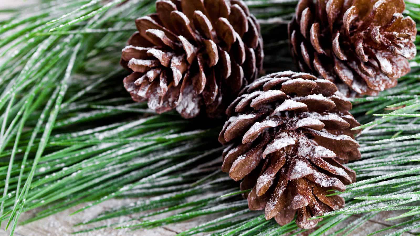 Three pine cones dusted with snow rest on a bed of green pine needles.