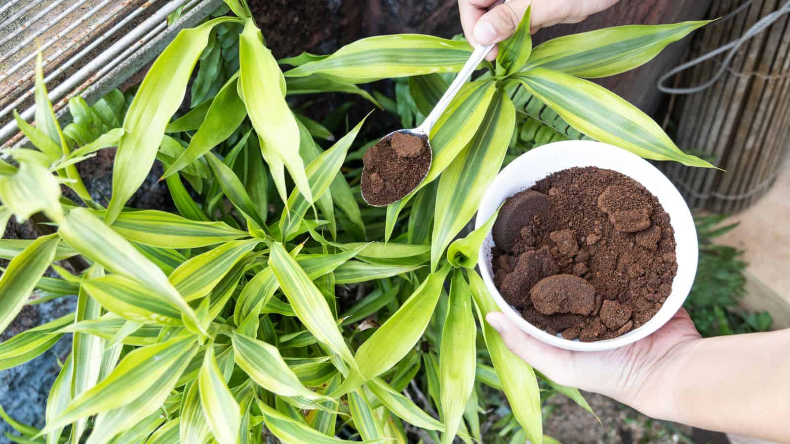 A person holds a white bowl filled with used coffee grounds and a spoon, preparing to sprinkle the grounds onto the soil of a plant with pointed green and yellow leaves. The setting appears to be outdoors or in a garden.