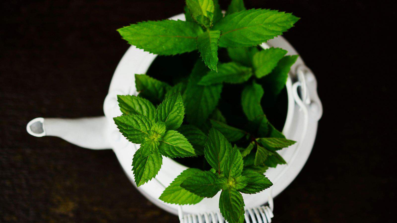 Top view of a white teapot filled with fresh green mint leaves against a dark background. The mint leaves are vibrant and lush, contrasting with the white teapot. The teapot's spout and handle are visible.