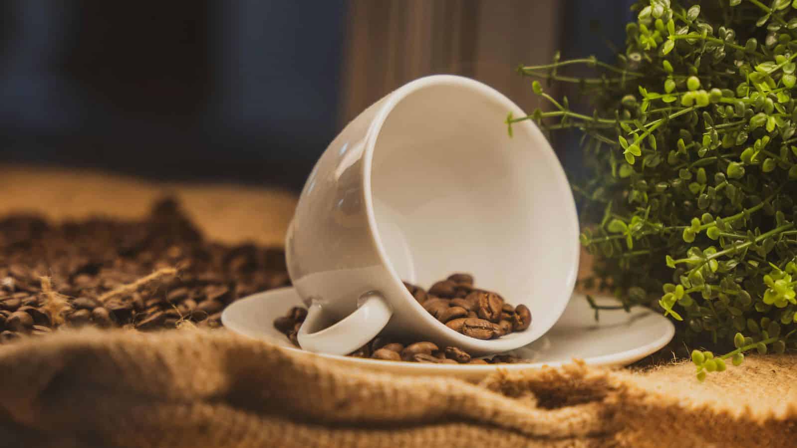 A white coffee cup lies on its side on a white saucer, filled with coffee beans. Coffee beans are scattered around on a burlap surface. A small green plant is visible to the right of the cup.