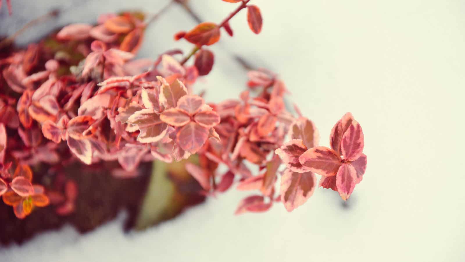 Close-up of pink and green variegated leaves dusted with snow. The background is mostly snow-covered ground, creating a stark contrast with the vibrant colors of the leaves.