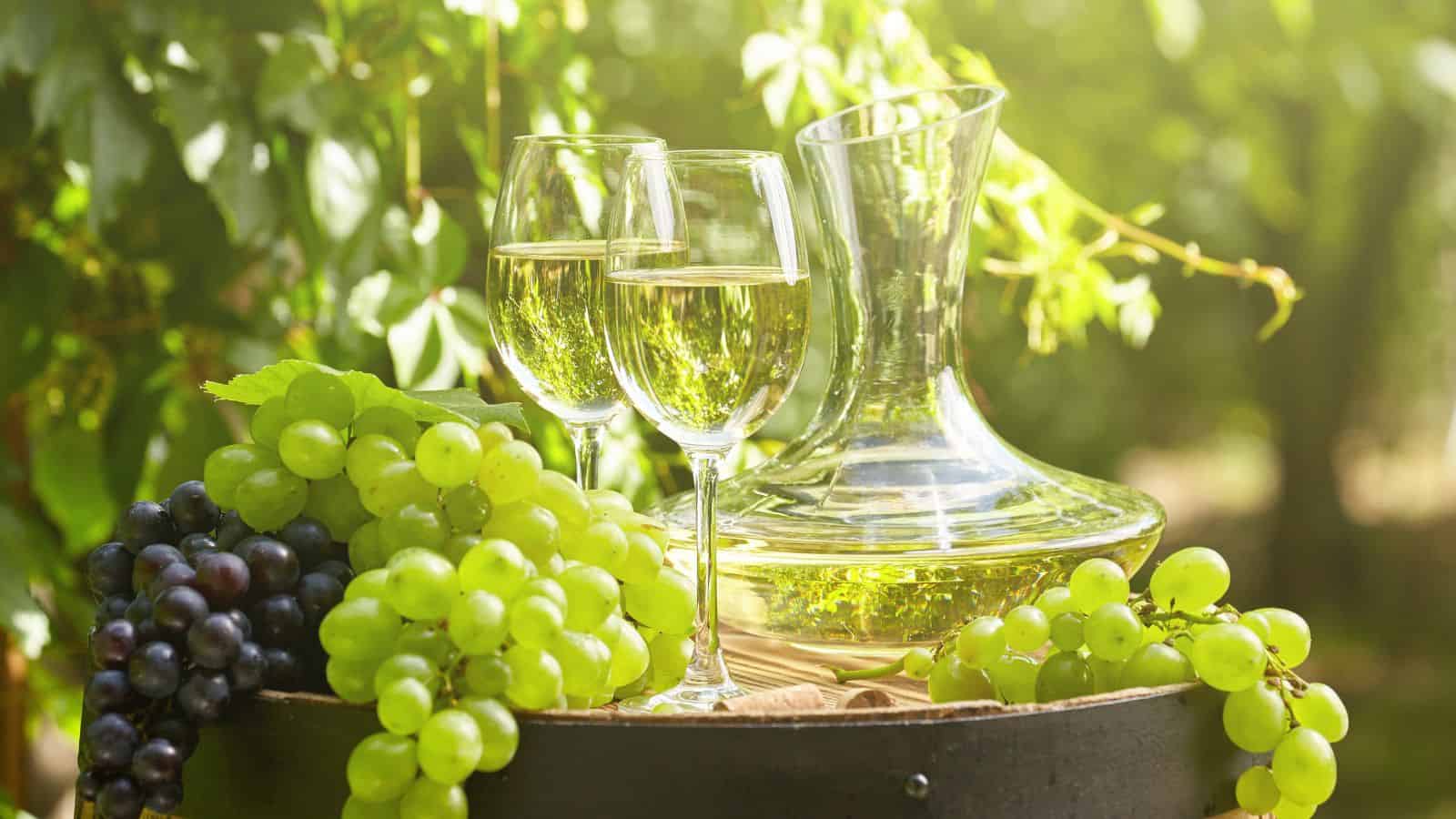A wine decanter and two wine glasses filled with white wine are placed on a barrel outdoors. Surrounding them are clusters of green and dark grapes, with a blurred background of green foliage in bright sunlight.