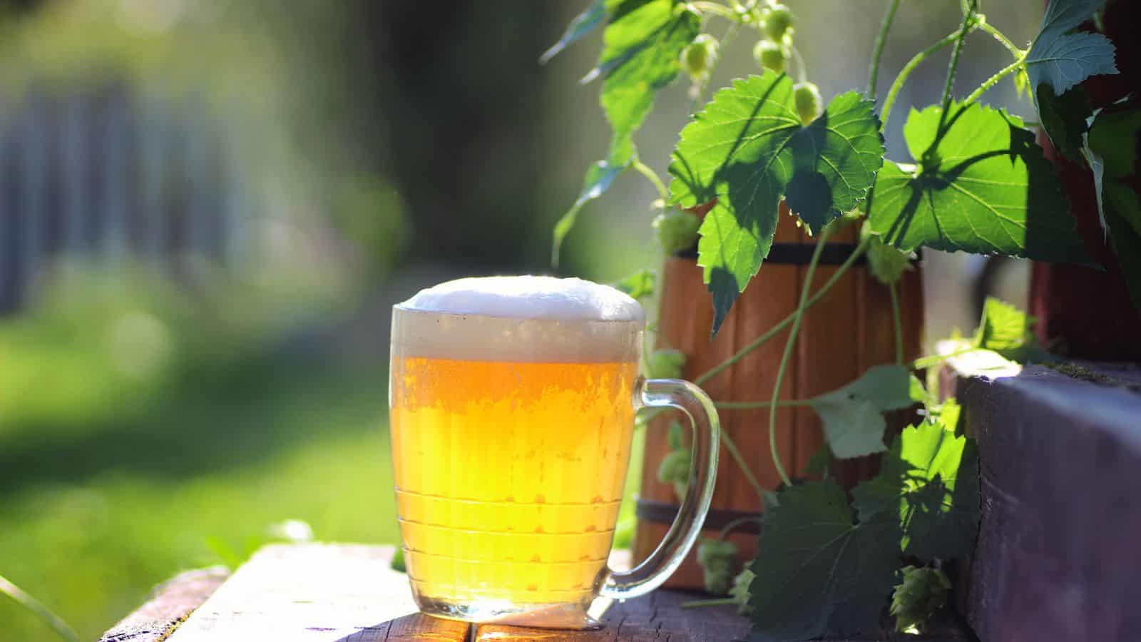 A glass mug filled with frothy beer sits on a wooden surface outdoors. Sunlight shines on the beverage, creating a warm glow. Hop plants with green leaves and cones are visible in the background, adding to the natural setting.