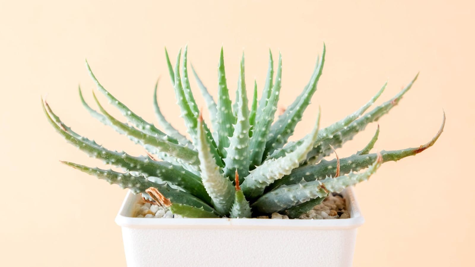 A green aloe vera plant with spiky leaves sits in a white square pot filled with small white stones. The background is a soft, neutral beige color.