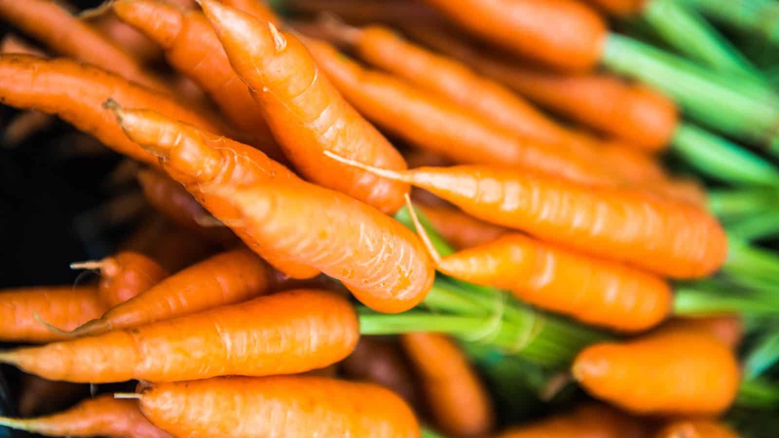 Close-up of a bunch of orange carrots with green tops. The carrots are fresh, with varied textures and some are slightly tapered. The image shows a mix of both larger and smaller carrots in natural light.