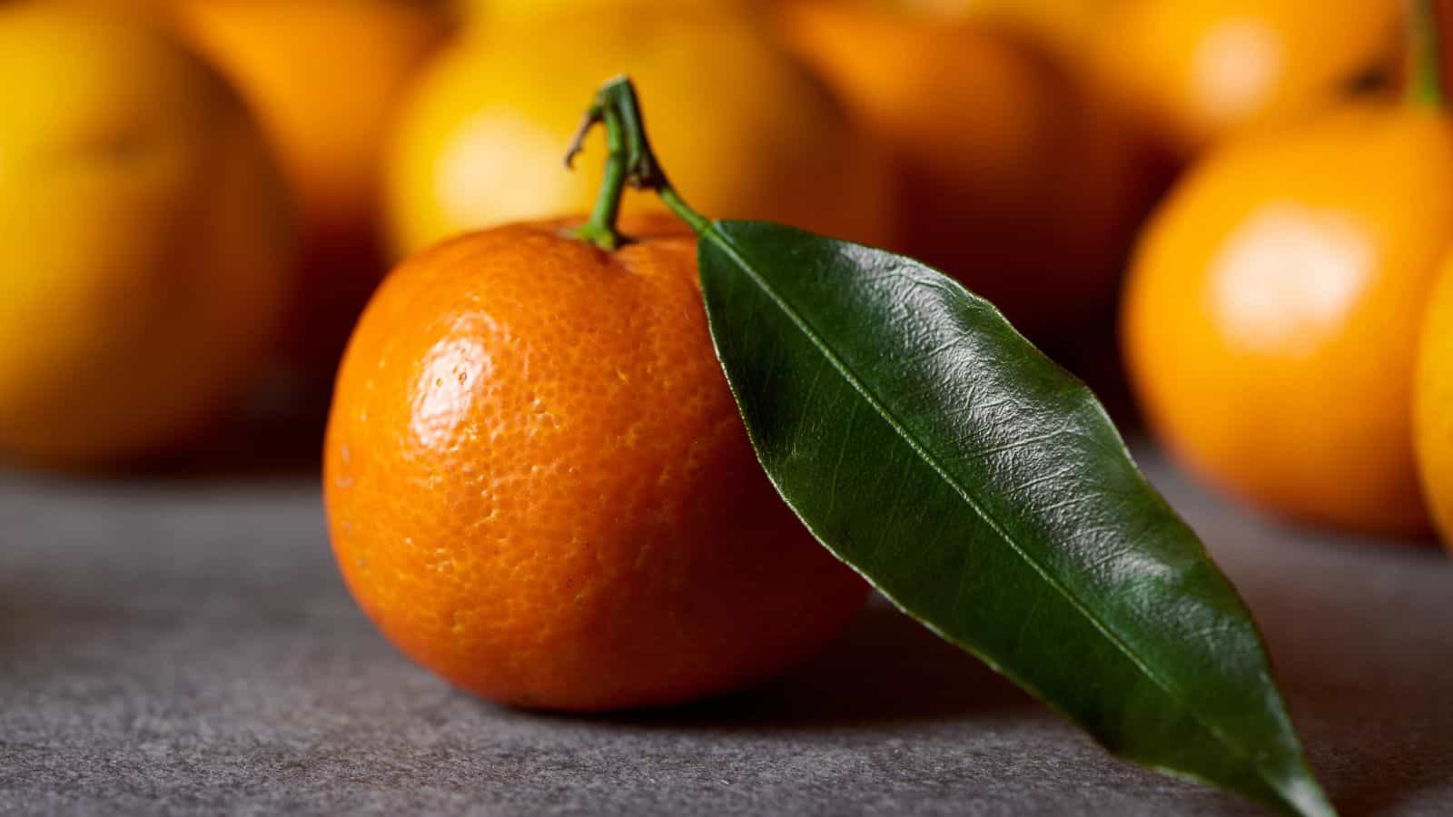 A ripe orange with a green leaf attached rests on a gray surface. More oranges are blurred in the background, suggesting a grouping of fruit. The lighting highlights the texture of the orange skin and the smoothness of the leaf.