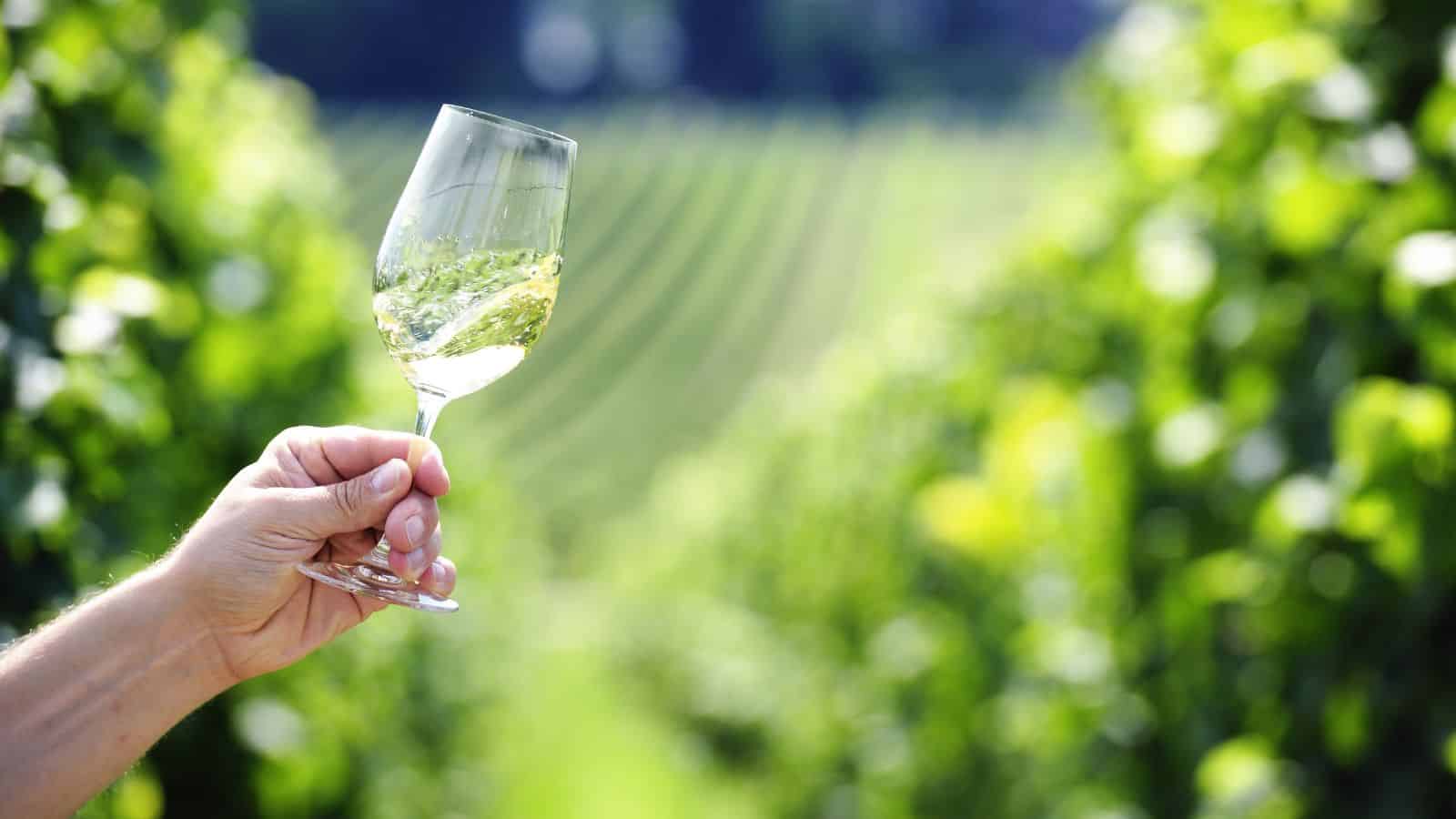 A hand holds a glass of white wine against a blurred backdrop of green vineyard rows. The wine has a light yellow hue, and the sun's reflection is visible on the glass. The image conveys a sense of being outdoors in a vineyard setting.
