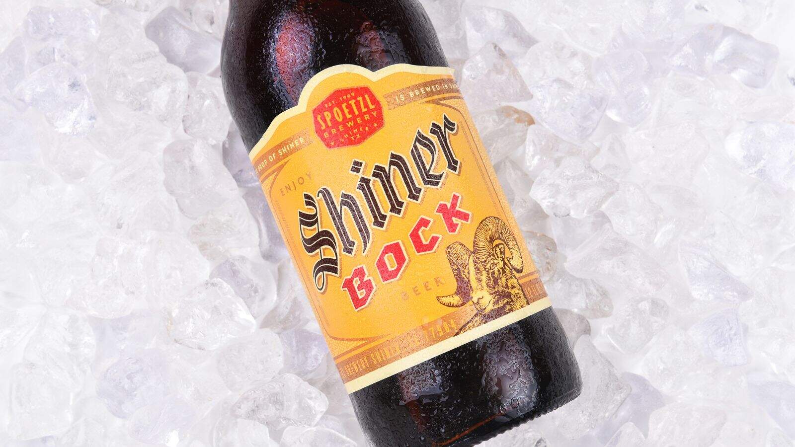 A bottle of Shiner Bock beer lays on a bed of ice. The label is yellow and red, featuring the words "Shiner Bock" with a ram illustration. The ice surrounds the brown glass bottle, keeping it cold.