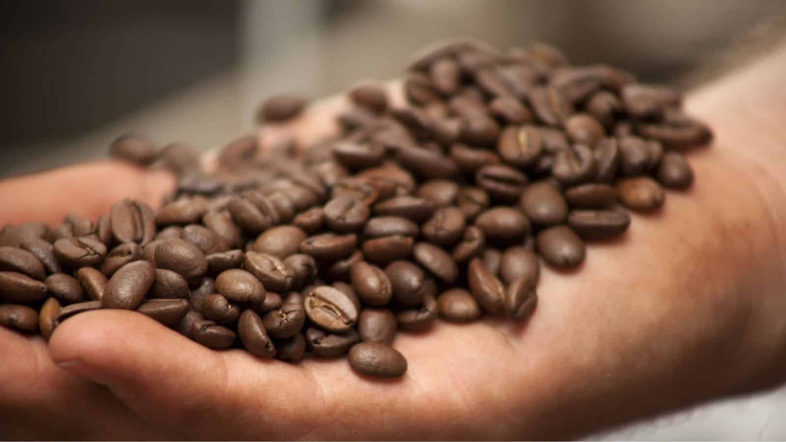 A close-up of a hand holding a pile of roasted coffee beans. The beans are dark brown and appear shiny, filling the palm. The background is blurred, emphasizing the focus on the coffee beans in the hand.