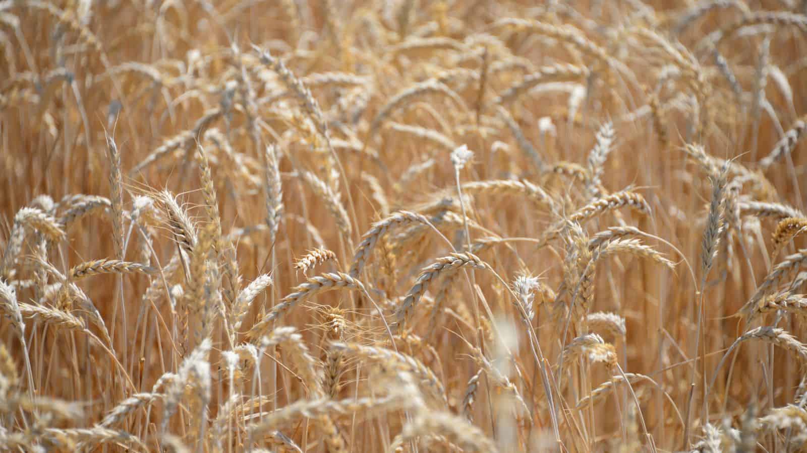 A close-up view of a golden wheat field with ripening stalks gently swaying. The sunlight highlights the grains, giving the scene a warm and abundant feel, indicating a mature crop ready for harvest.