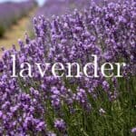 Lavender
