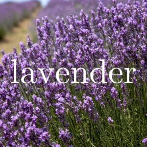Lavender